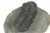 Detailed Austerops Trilobite - Ofaten, Morocco #243875-4